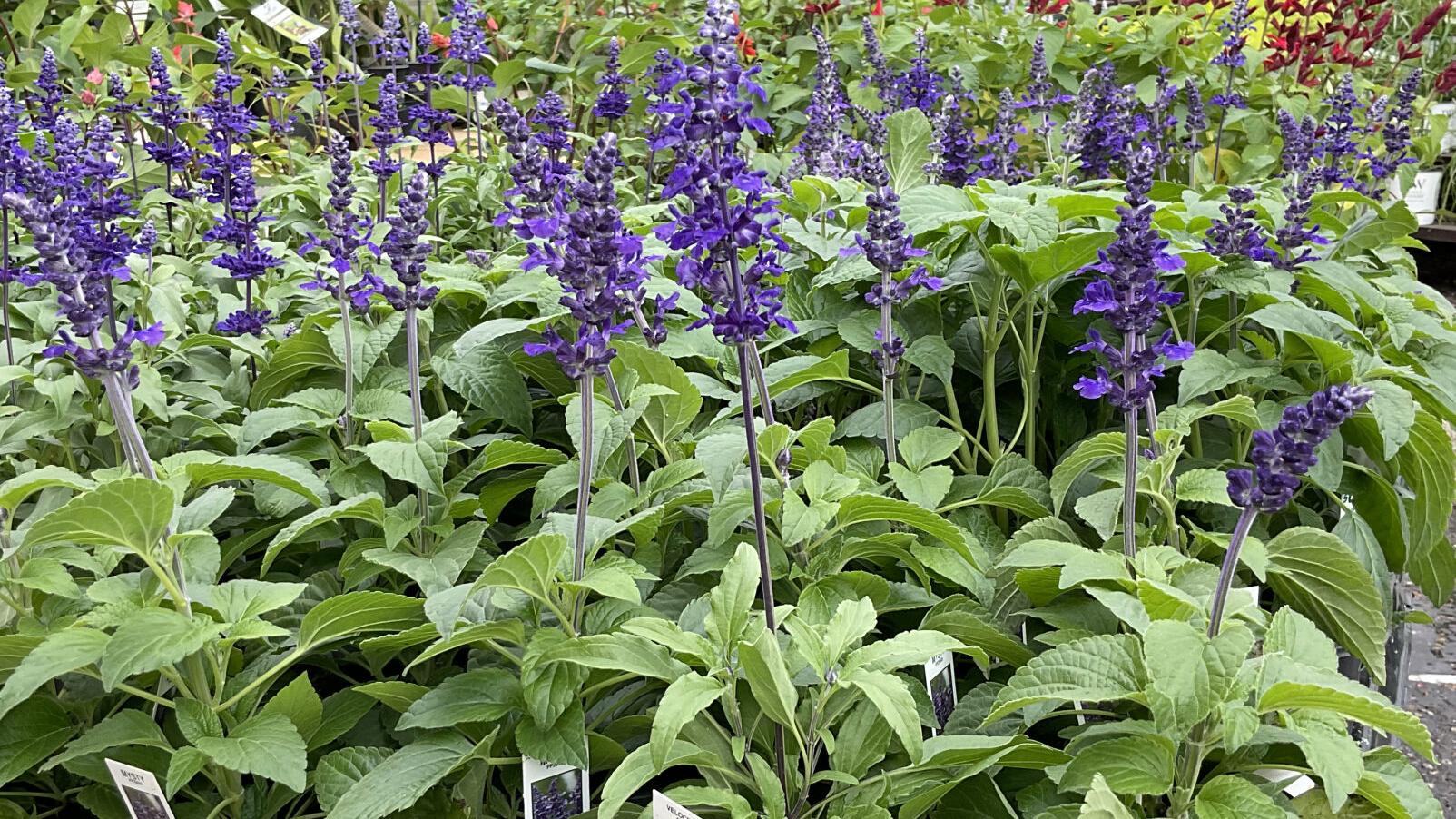 Sarah Browning: Water smartly to combat spring drought